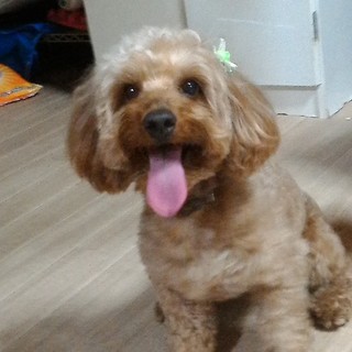 ５歳の元気な男の子です！！