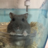 ジジ