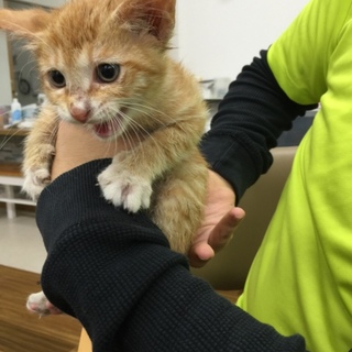 甘えん坊の子猫 里親募集