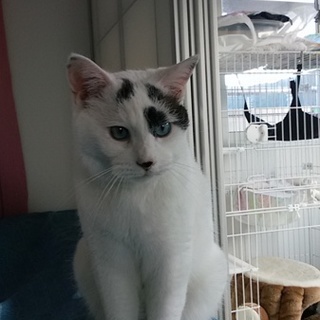 オスの猫３才まめたです。