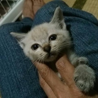 シャム風☆タイガーくん