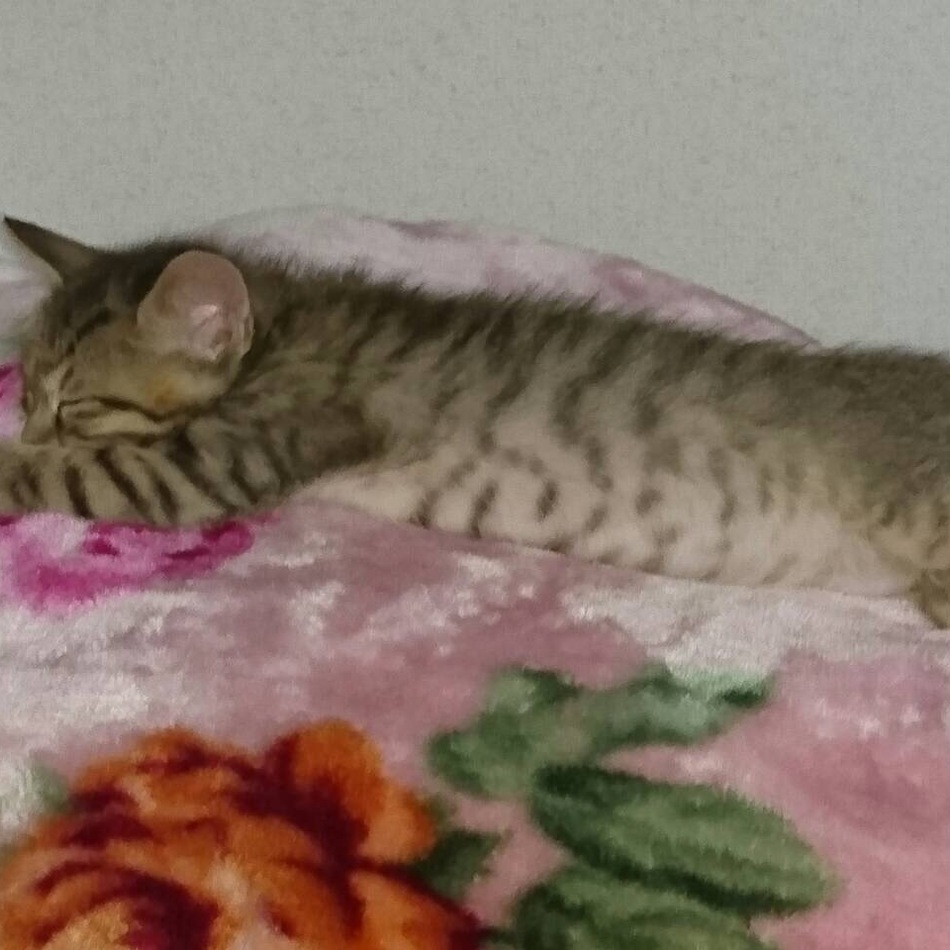 リブのカバー写真