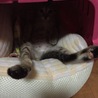 大好きなおうちでくつろぎ中