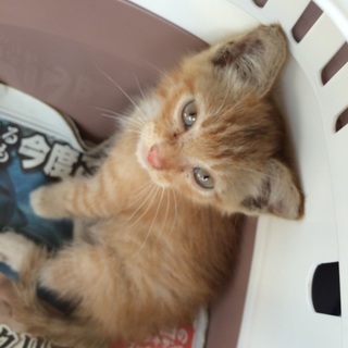 人懐こい茶トラの男の子です