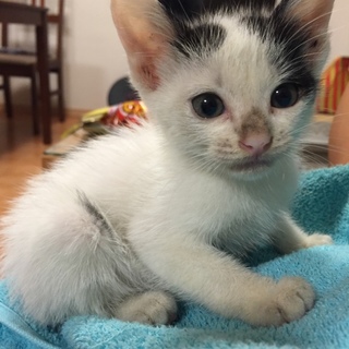 捨て猫保護！！今月末海外移住予定のため急募！