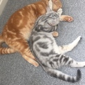 猫二匹がいますが。