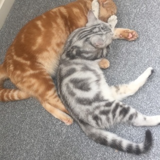 猫二匹がいますが。