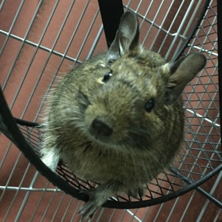 デグー10月生まれ♂