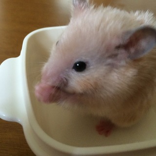 キンクマハムスター‼︎