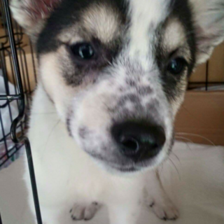 母子(子犬だけでも譲渡可)