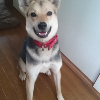 大きな耳がかわいいMIXです