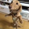 ダイヤ