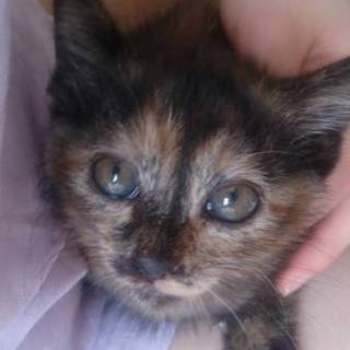 里親決定　ご応募ありがとうございました。