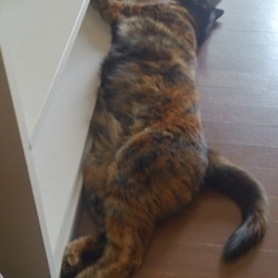 来た来た！テトリス棒