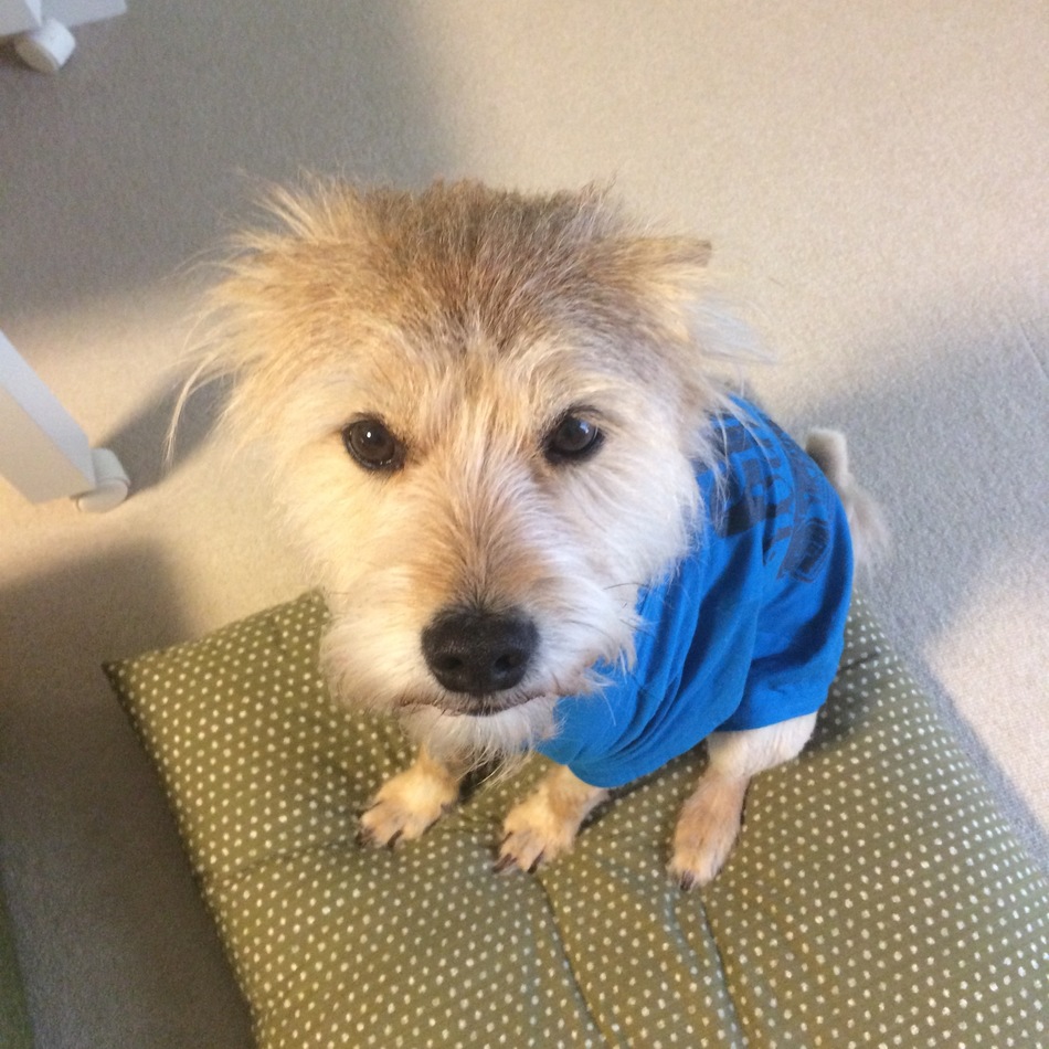 めんこのカバー写真