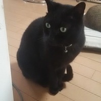 ゴマちゃん