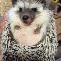 まろん
