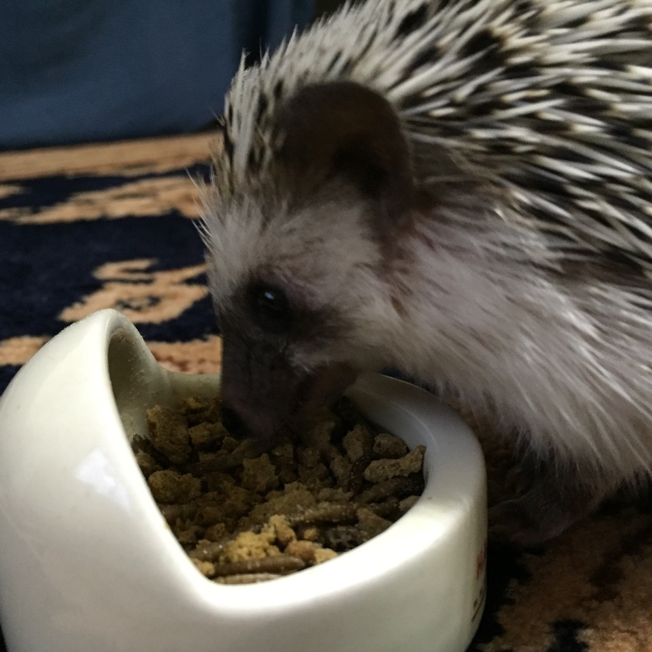 まろんのカバー写真