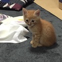 茶トラ 子猫 男の子 穏やかな性格 生後1ヶ月程