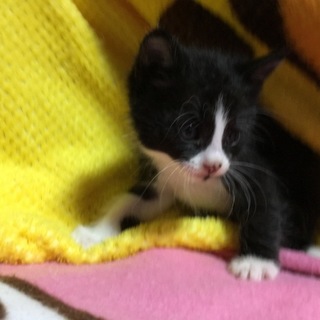 ハチワレの元気な男の子です！