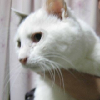 急募！期限6月末！トムを助けてください！