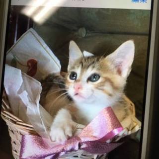 可愛い仔猫３匹♪