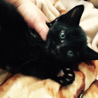 一ヶ月くらいの子猫ちゃん