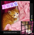 仔猫を保護しました