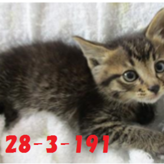 2匹兄弟で迎えていただきました！！感謝♪