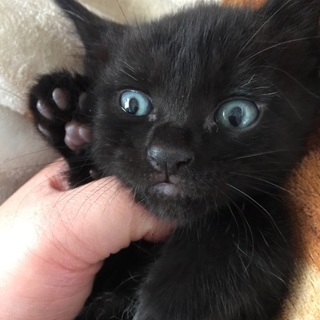 一ヶ月くらいの子猫ちゃん