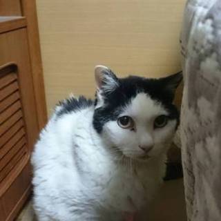 身寄りのない高齢猫です