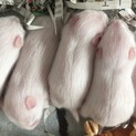 ゴールデンハムスターベビー貰ってください