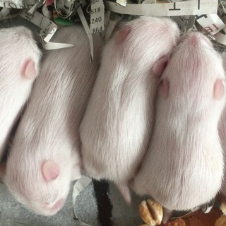 ゴールデンハムスターベビー貰ってください