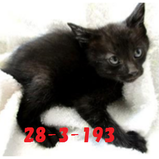 兄弟2匹で迎えていただきました！感謝(^^♪