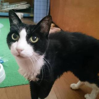 身寄りのない高齢猫です