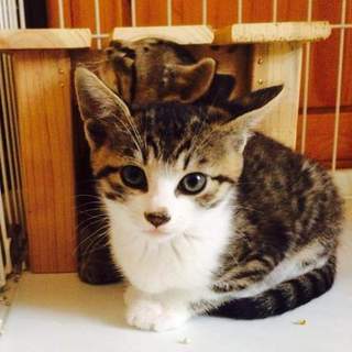 キジネコ兄妹の里親募集中☆