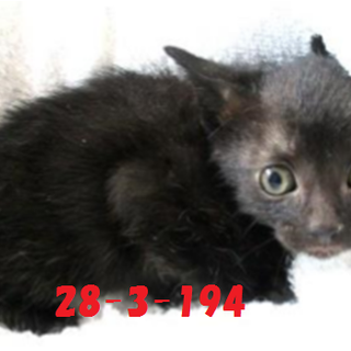 兄弟2匹で迎えていただきました！感謝(^^♪