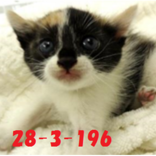 緊急募集です！！どうぞどうぞ宜しくお願いします！！