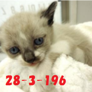 緊急募集です！！どうぞどうぞ宜しくお願いします！！