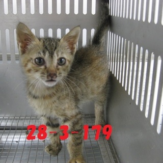 緊急募集です！どうぞどうぞ宜しくお願いします！