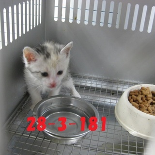 緊急募集です！どうぞどうぞ宜しくお願いします！