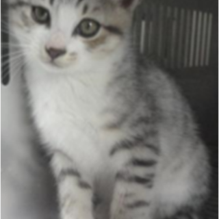 緊急募集です！！どうぞどうぞ宜しくお願いします！！