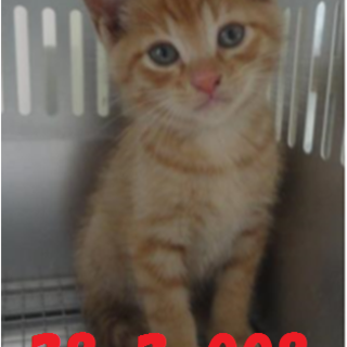 緊急募集です！！どうぞどうぞ宜しくお願いします！！