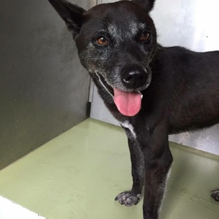 人なつこい、とても性格の良い子です！