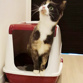 〖試し飼いがあり一時停止〗丸目のはなちゃん