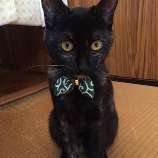 里親募集中です！1歳の女の子！