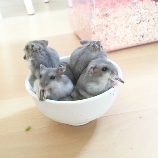 ブルーサファイアの子ハムです＊