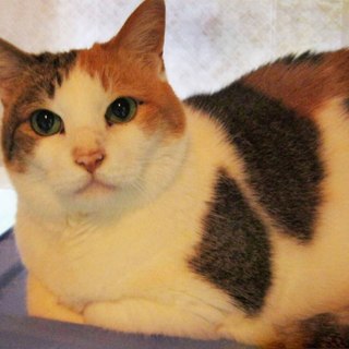 急募！期限6月末！チェリーを家族に迎えて下さい！