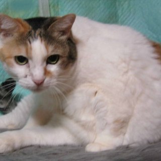 急募！期限6月末！プリンを家族に迎えて下さい！