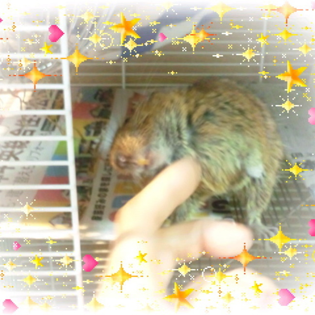 いろたんのカバー写真